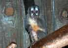 動物図鑑・ヨザルの写真 1